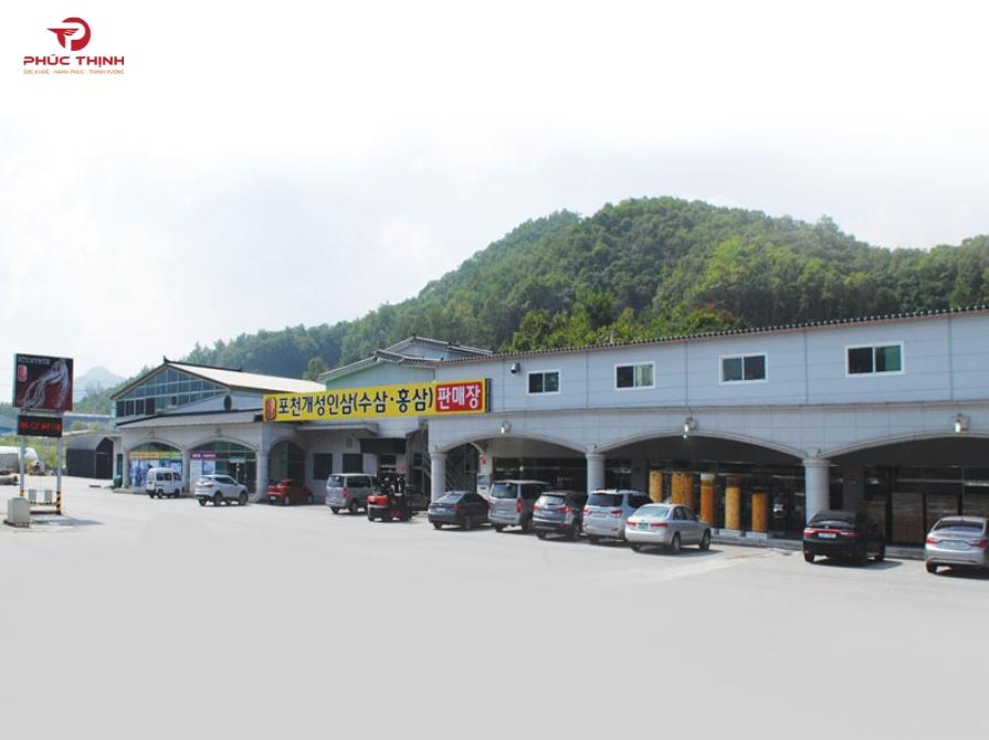 Pocheon Ginseng là gì?