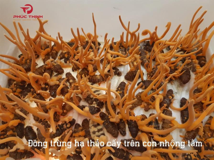 Hình ảnh đông trùng hạ thảo đang được nuôi cấy