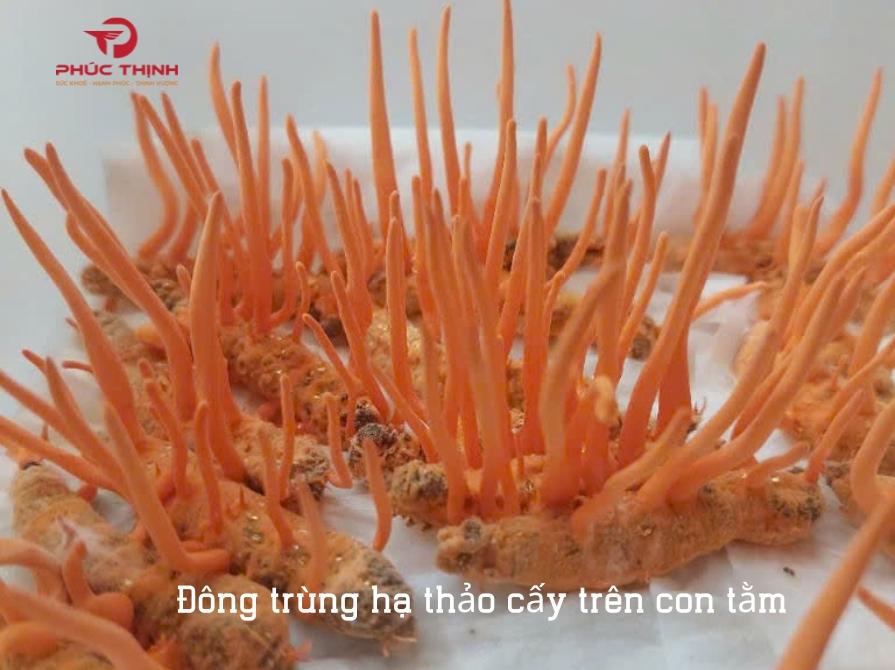 Hình ảnh đông trùng hạ thảo đang được nuôi cấy