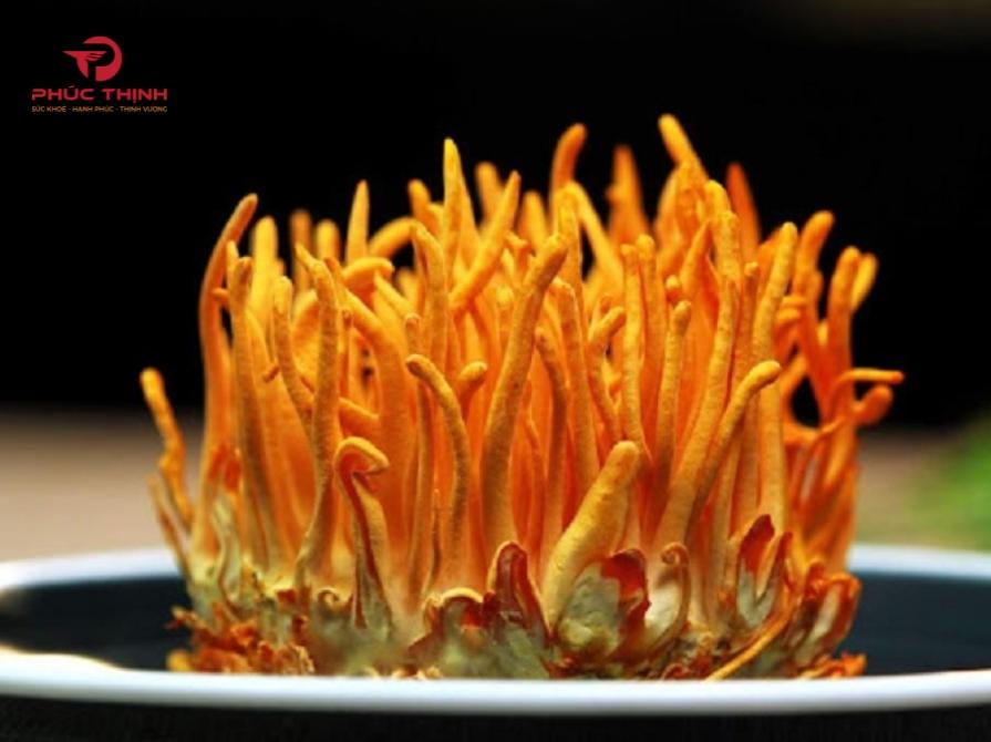 Các hộp đông trùng hạ thảo chủ yếu sẽ được sản xuất từ chủng Cordyceps militaris