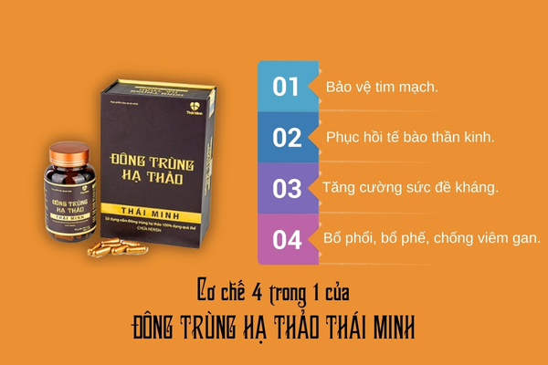 Cơ chế 4 trong 1 của đông trùng hạ thảo thái minh