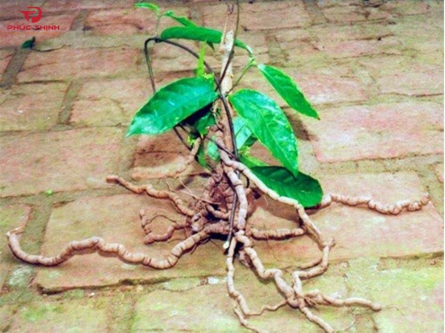 Hình ảnh cây ba kích tươi