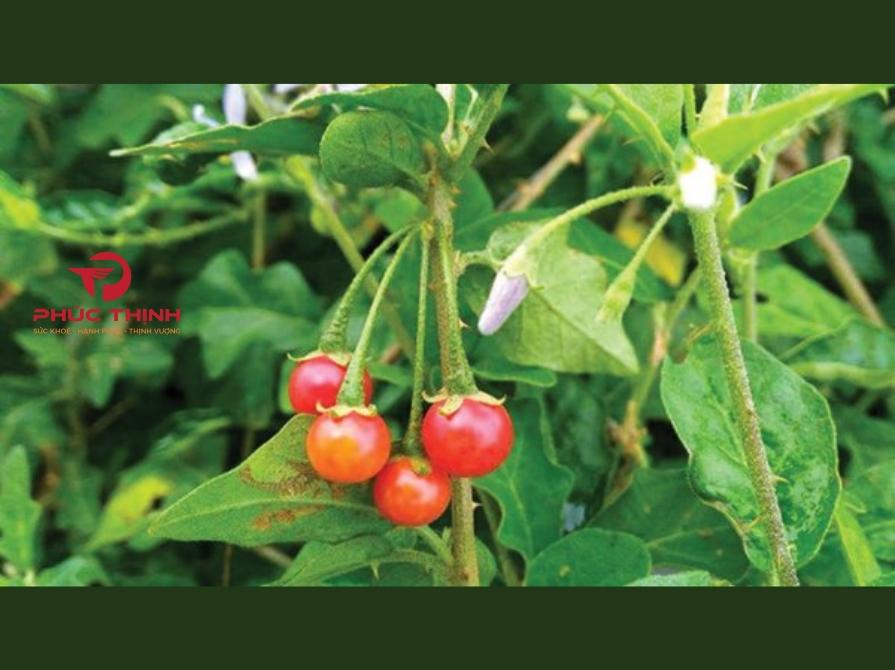 Tổng Quan Về Cây Cà Gai Leo