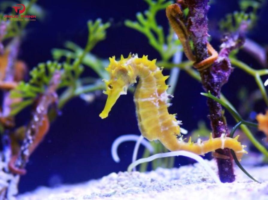 Hình ảnh cá ngựa trong đại dương
