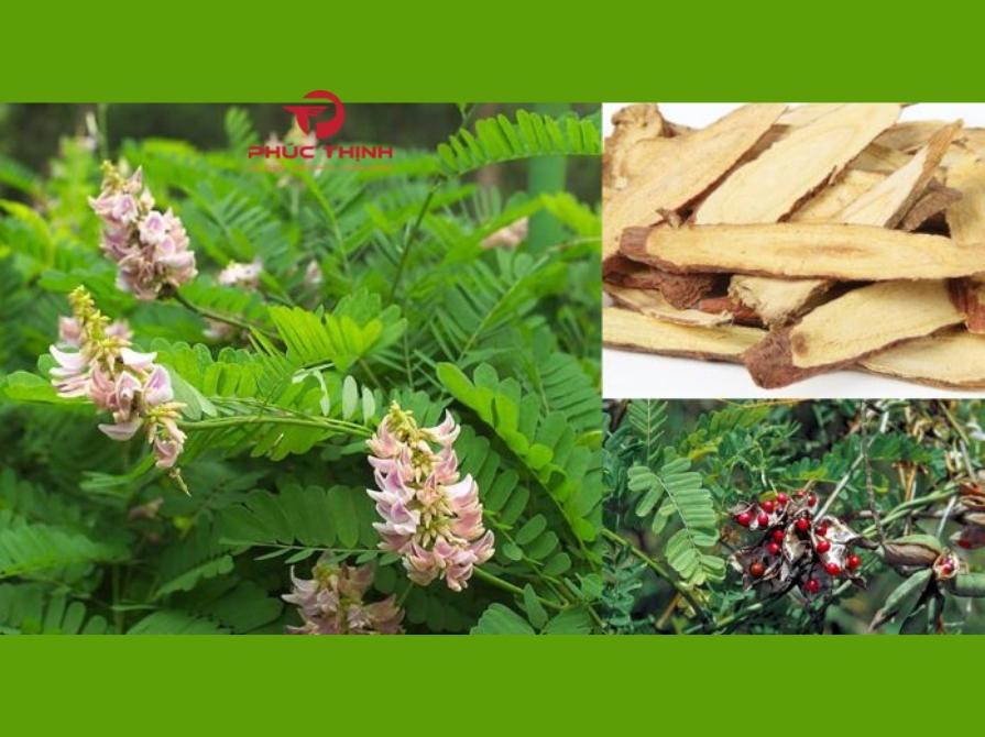 Cách Sử Dụng Cam Thảo Hiệu Quả Nhất