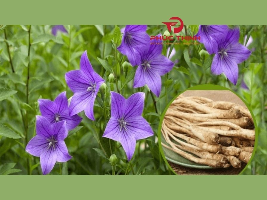 Tại sao nên chọn cát cánh để hỗ trợ sức khỏe?