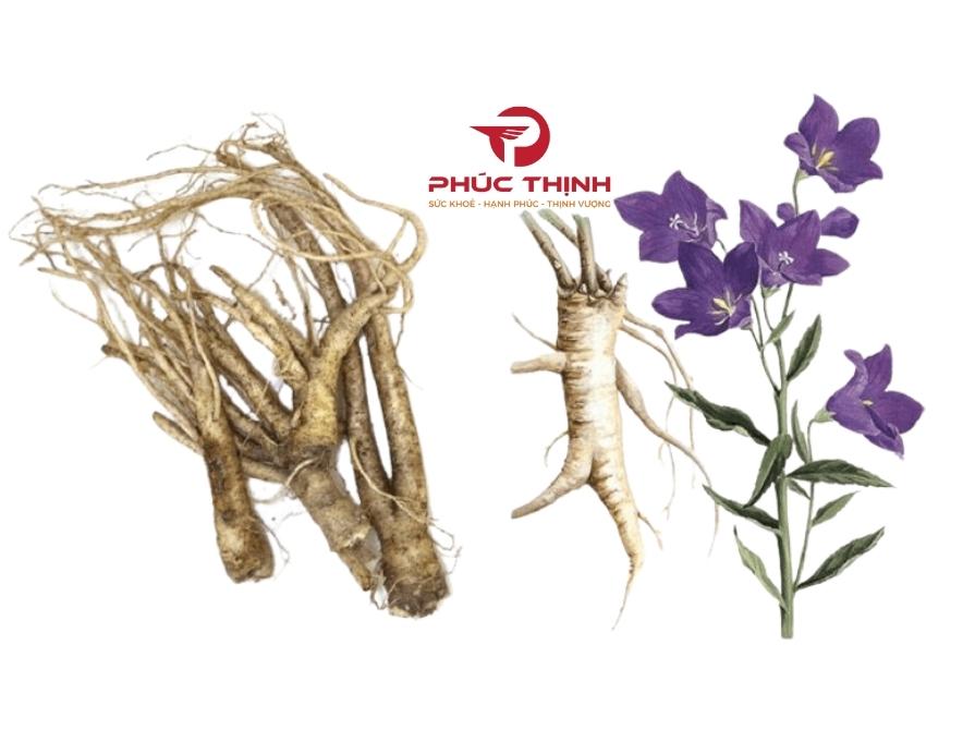 Đặc điểm cây cát cánh