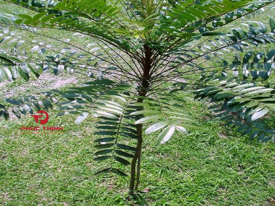 Lưu ý khi sử dụng cây bá bệnh