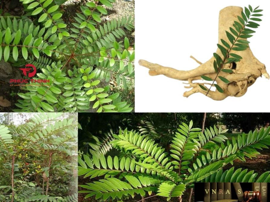 Đặc điểm của cây bá bệnh