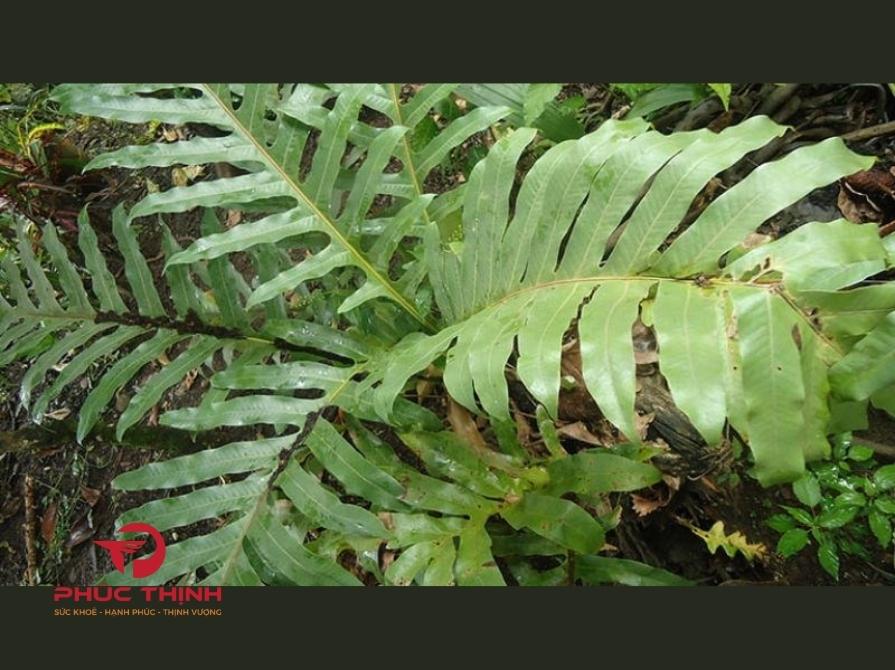  Lưu Ý Khi Sử Dụng Cốt Toái Bổ