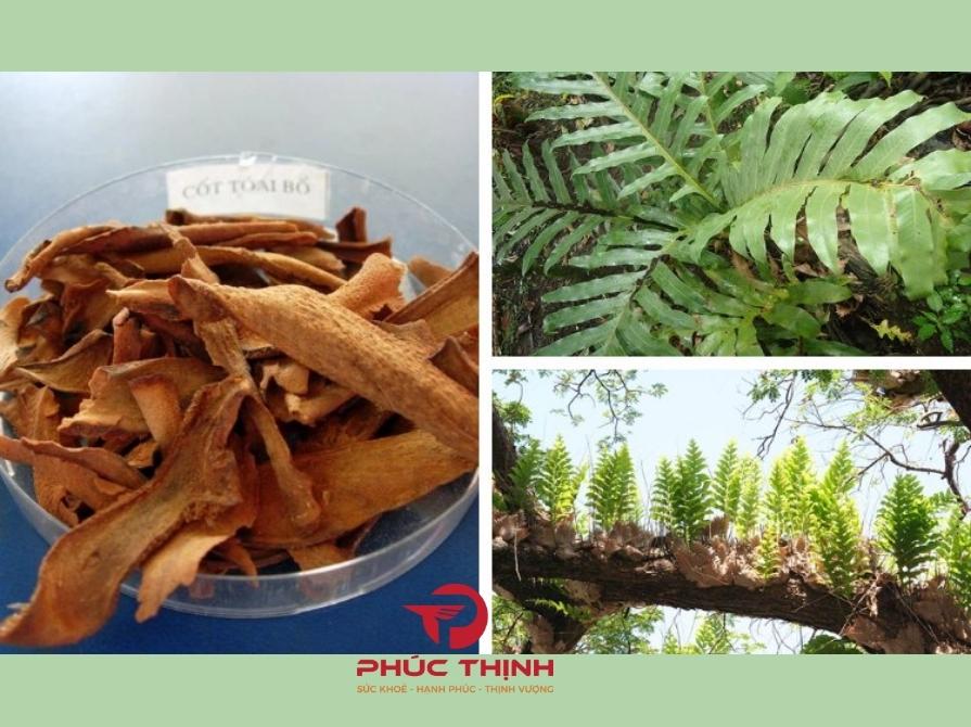 Đặc Điểm Của Cốt Toái Bổ Là Gì?
