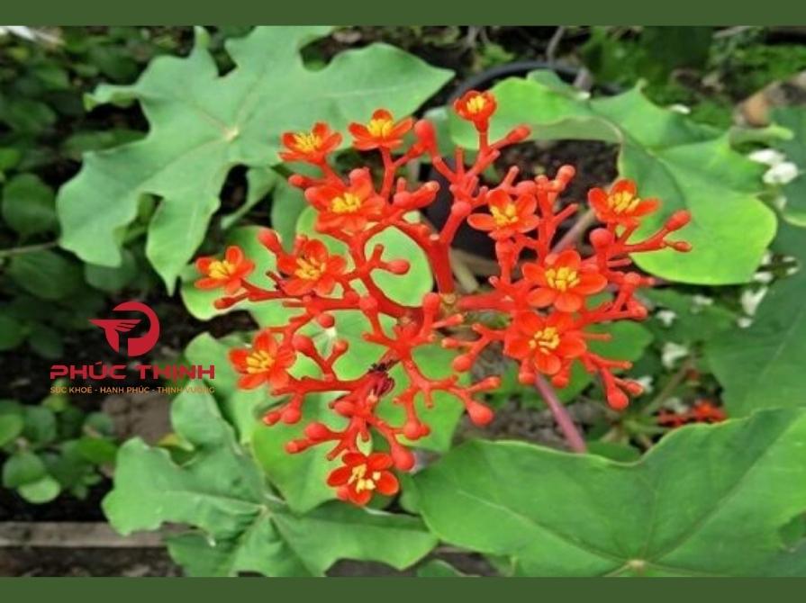 Đặc Điểm Và Nguồn Gốc Của Cây Đỗ Trọng