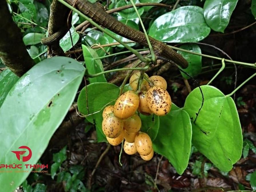Vì sao nên sử dụng Hoàng Đằng?