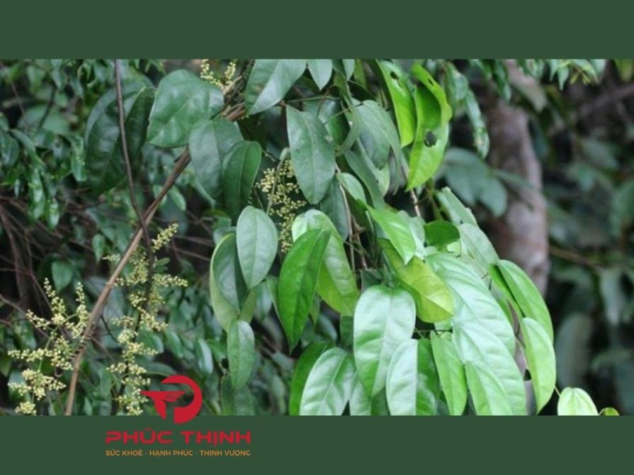Giới thiệu về cây Hoàng Đằng