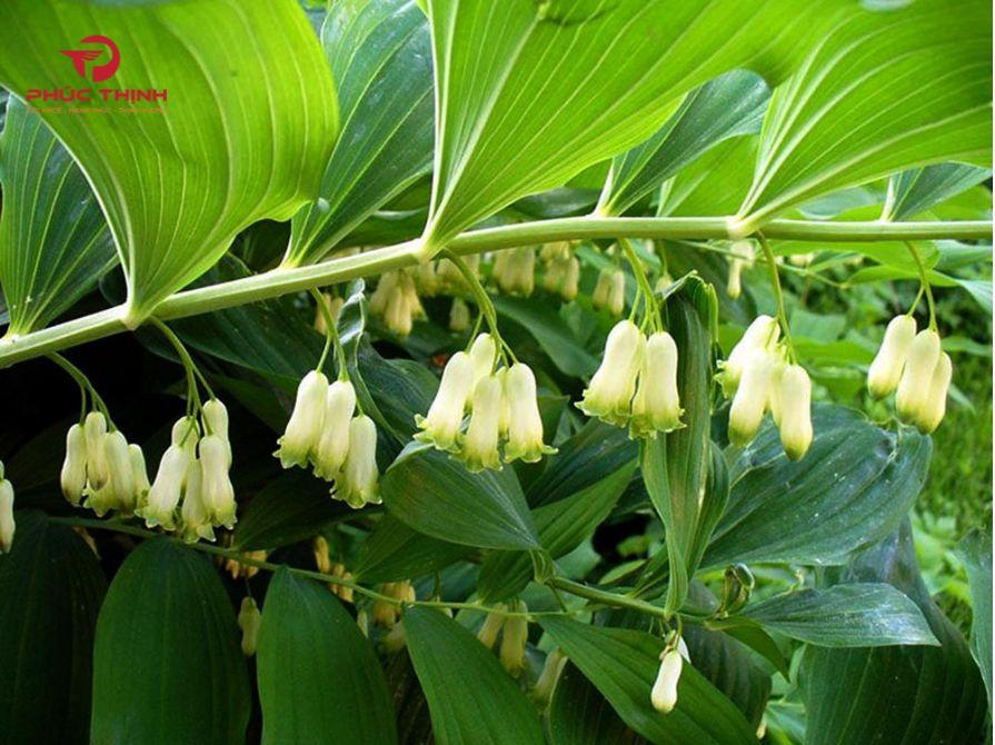 Hình ảnh cây hoàng tinh hoa trắng
