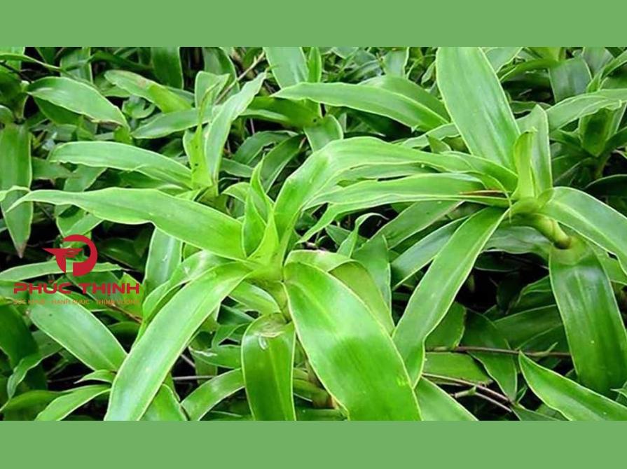 Cây lược vàng là gì?