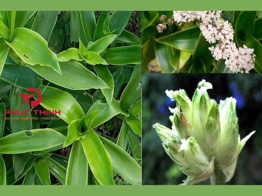 Đối tượng nên sử dụng cây lược vàng và lý do lựa chọn