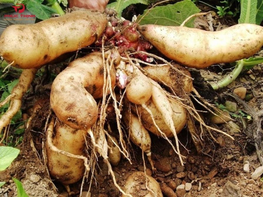 Hình ảnh củ sâm đất
