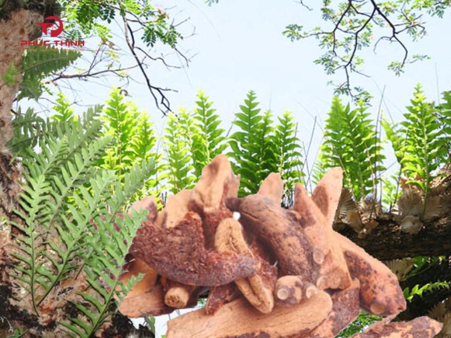 Hình ảnh cây tắc kè đá