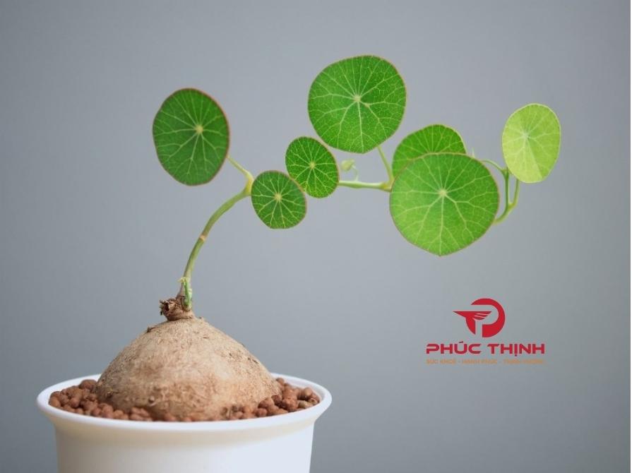 Đặc Điểm Của Cây Bình Vôi