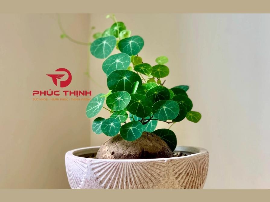 Tại Sao Nên Sử Dụng Củ Bình Vôi?