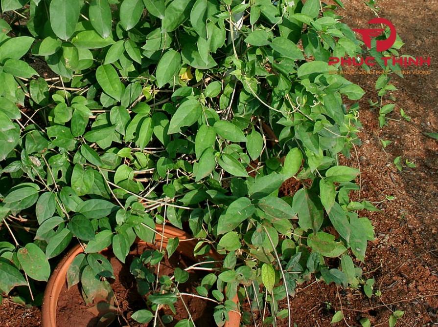 Cách Sử Dụng Dây Thìa Canh Hiệu Quả