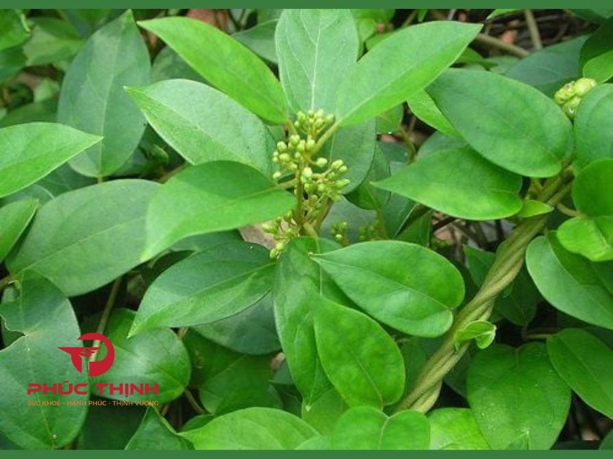 Tổng Quan Về Dây Thìa Canh