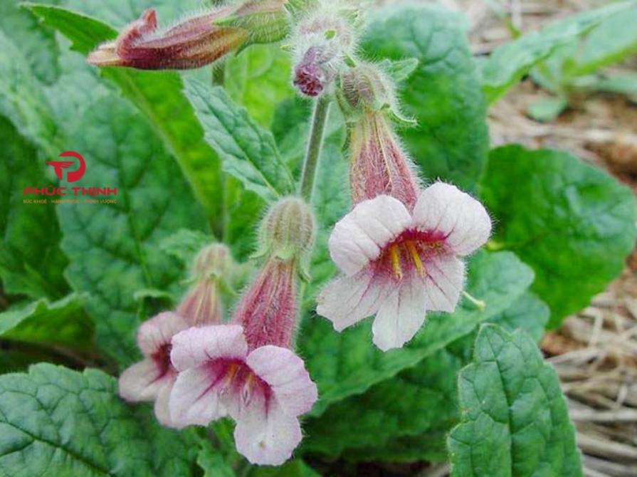 Lưu Ý Khi Sử Dụng Địa Hoàng