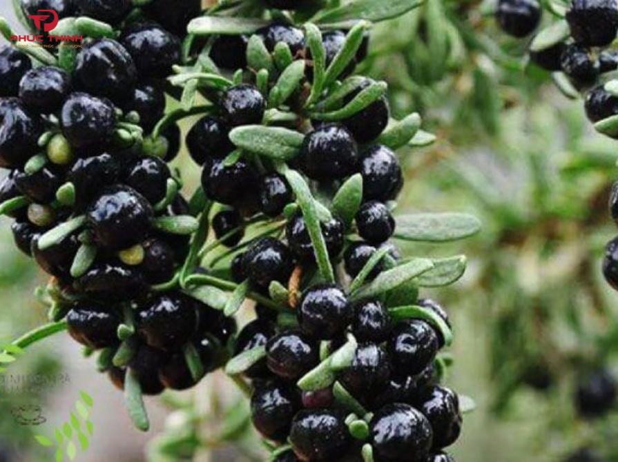 Hình ảnh hắc kì tử tươi