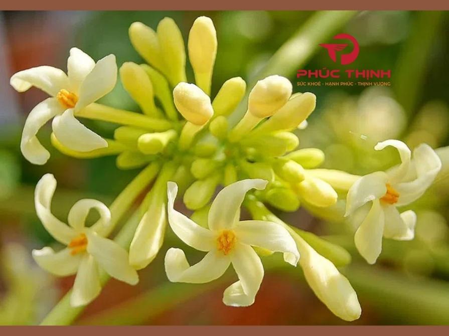 Cách Ngâm Hoa Đu Đủ Đực Với Mật Ong