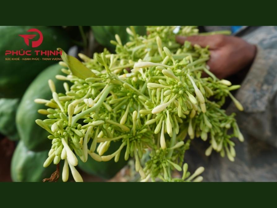 Lưu Ý Khi Sử Dụng Hoa Đu Đủ Đực