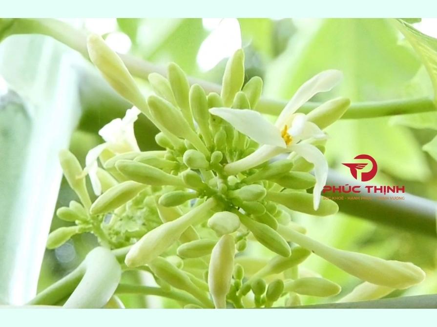 Công Dụng Của Hoa Đu Đủ Đực Ngâm Mật Ong