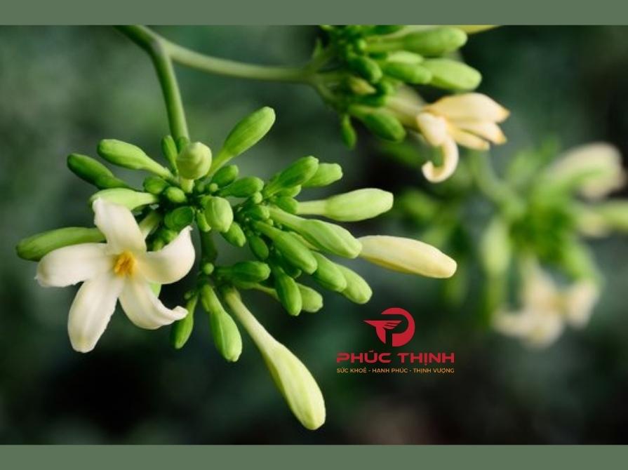 Đặc Điểm Và Thành Phần Dinh Dưỡng Của Hoa Đu Đủ Đực