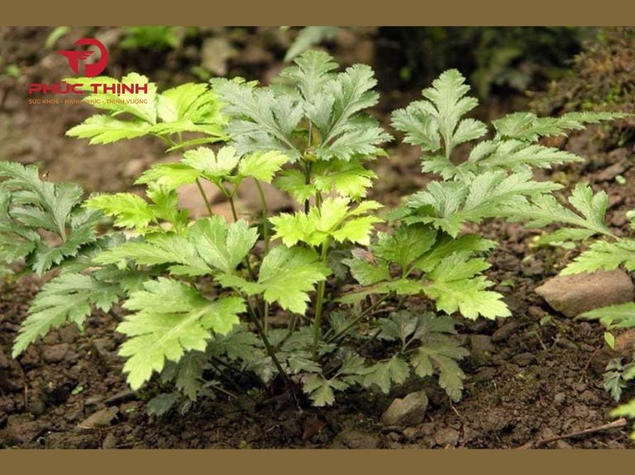 Tại sao nên chọn sử dụng cây Hoàng liên?