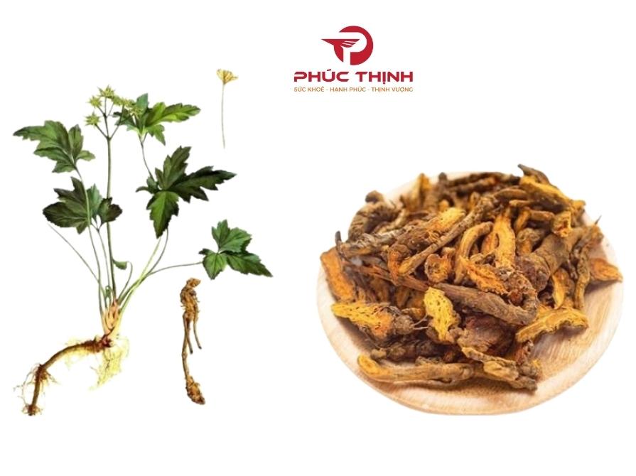 Giới thiệu về cây hoàng liên