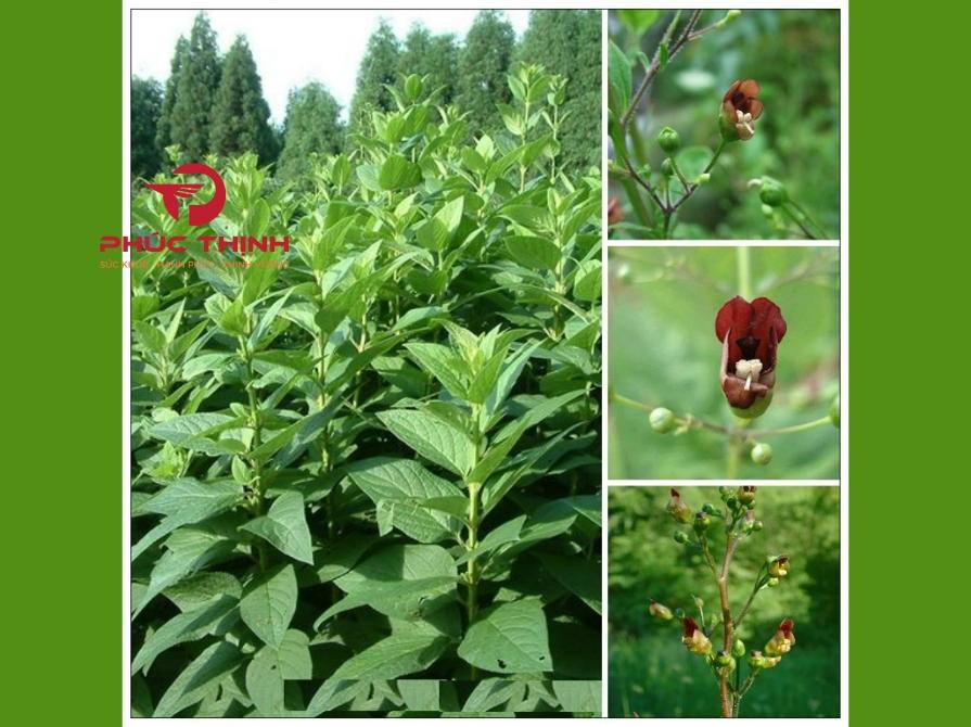 Hình ảnh huyền sâm