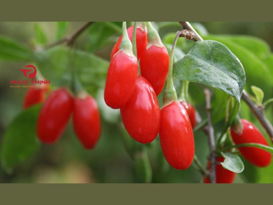 Tổng Quan Về Kỷ Tử