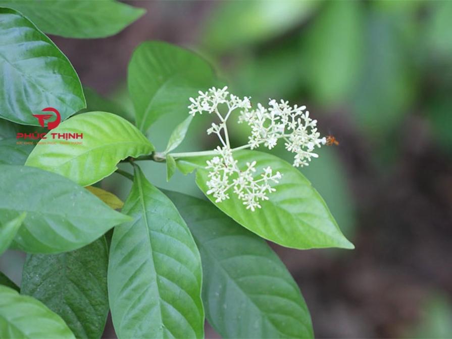 Hình ảnh hoa mẫu đơn trắng