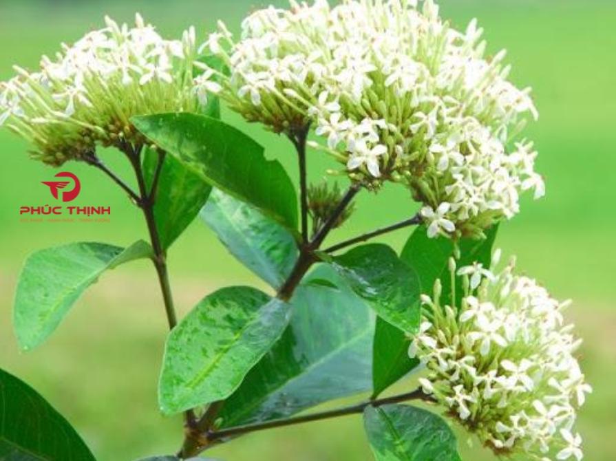 Hình ảnh hoa mẫu đơn trắng