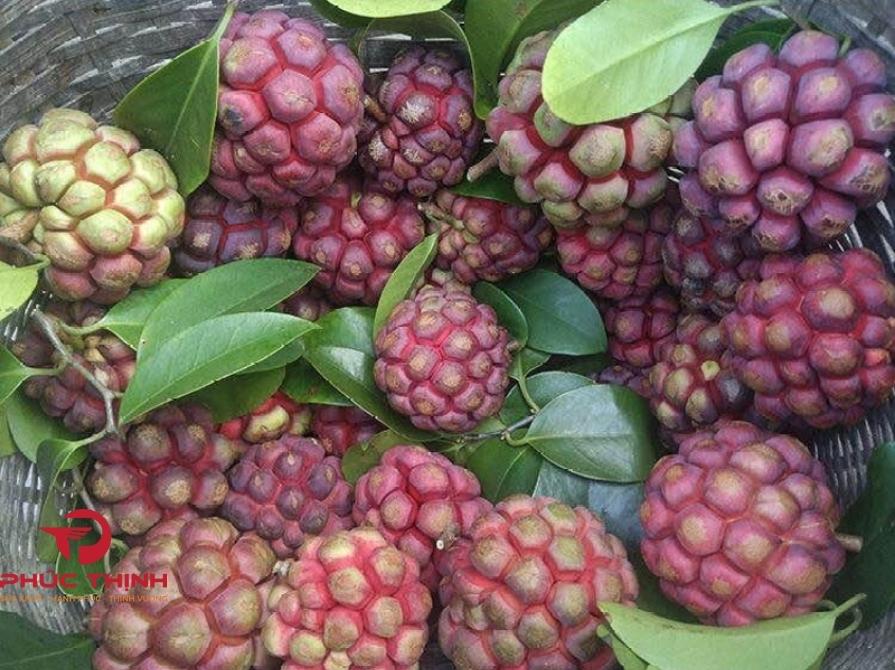 Đặc điểm của cây Na Rừng