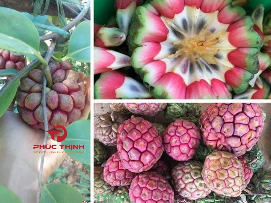 Tại sao nên sử dụng cây Na Rừng?