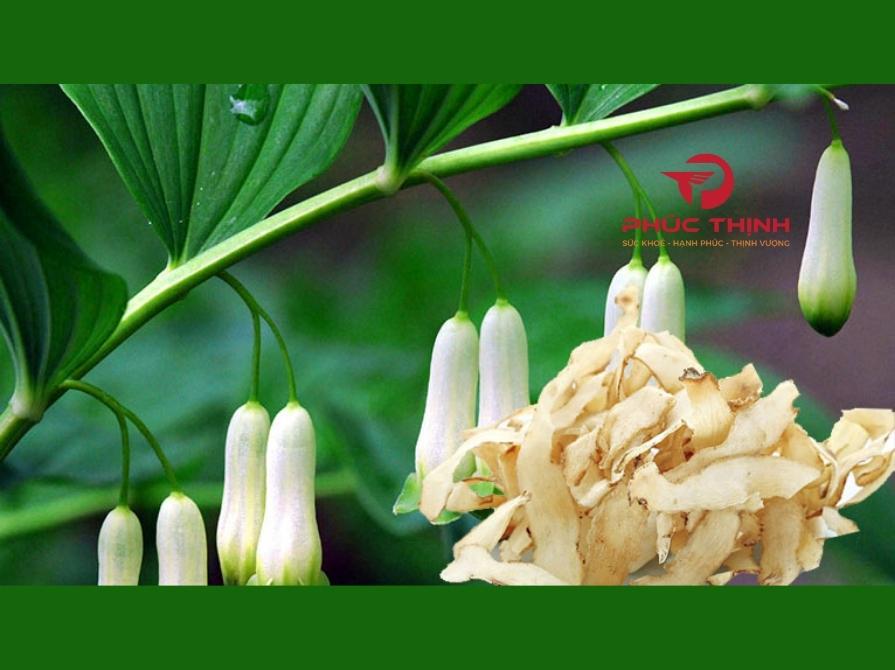 Giới thiệu về cây Ngọc Trúc