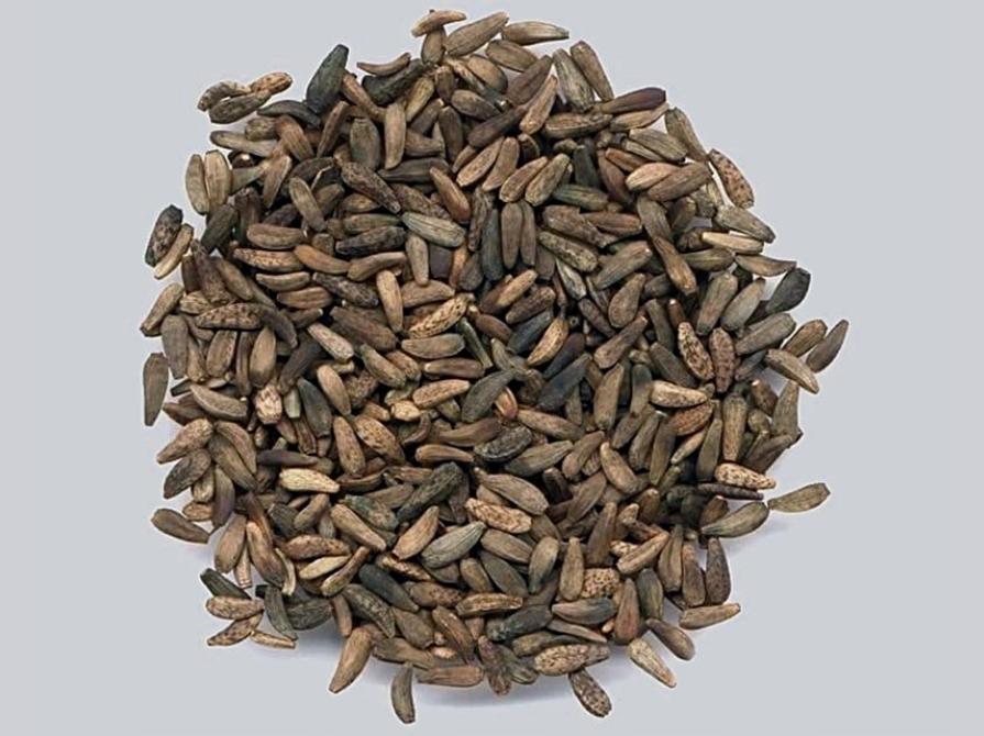 Tại sao nên chọn ngưu bàng tử?