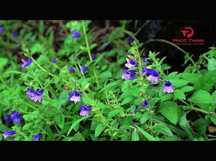 Nhân Trần Là Gì?