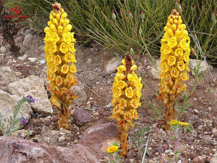 Hình ảnh nhục thung dung tươi