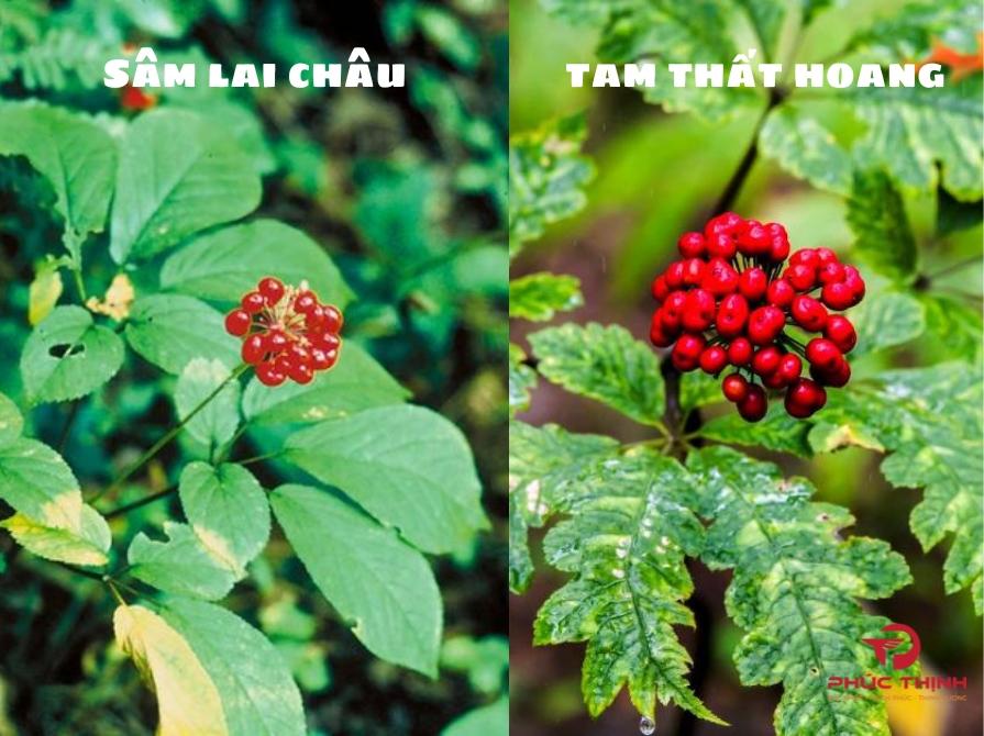 Phân biệt sâm Lai Châu và tam thất hoang