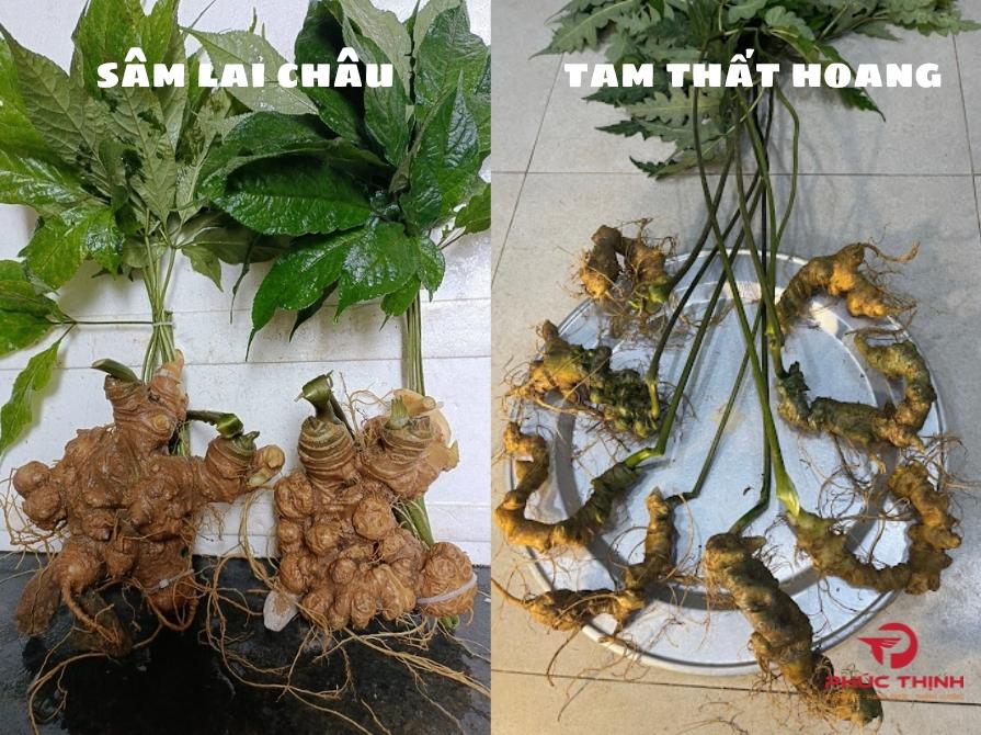 Phân biệt sâm Lai Châu và tam thất hoang