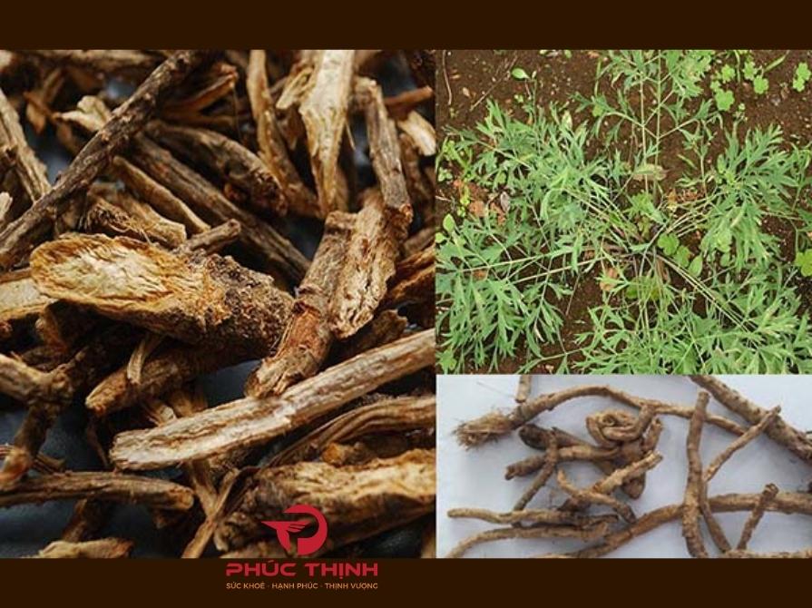 Tại Sao Nên Chọn Phòng Phong?