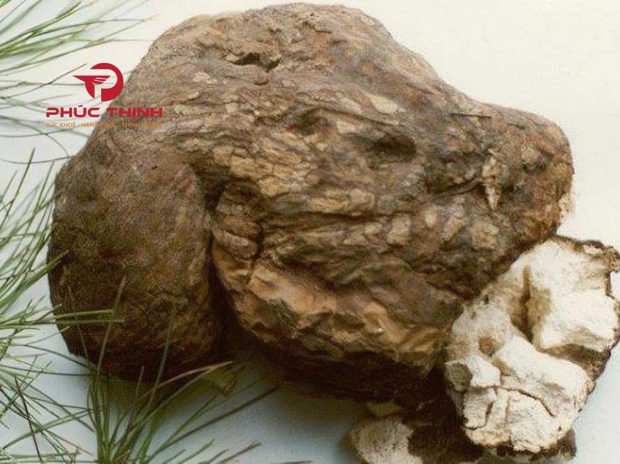 Hình ảnh nấm phục linh