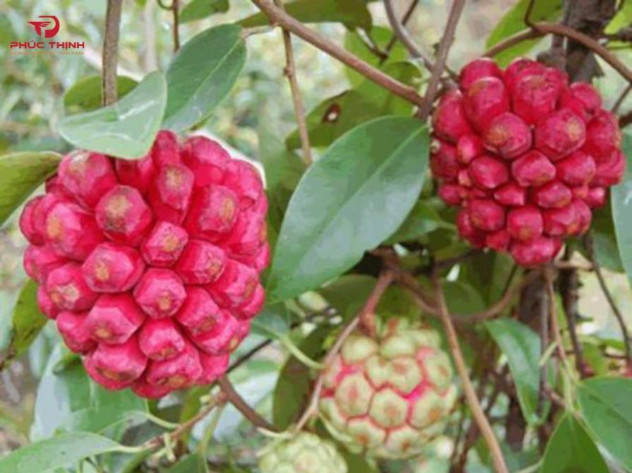 Hình ảnh qua na rừng tươi
